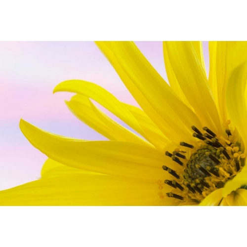 Washington Detail of sunflower blossom